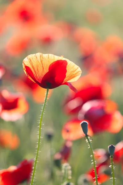 Poppies alan — Stok fotoğraf