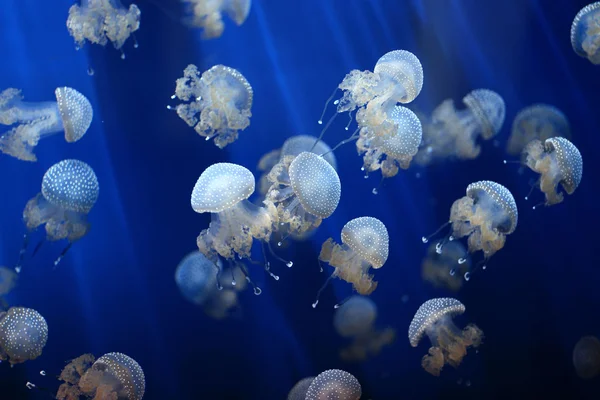 Jellyfish background — Stock Photo, Image