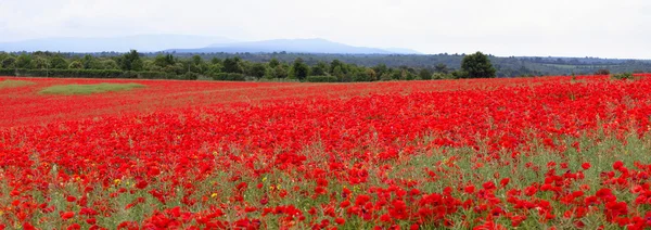 Campo papaveri — Foto Stock