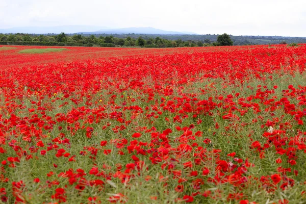 Poppies alan — Stok fotoğraf