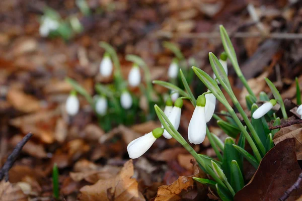 Snöfall — Stockfoto