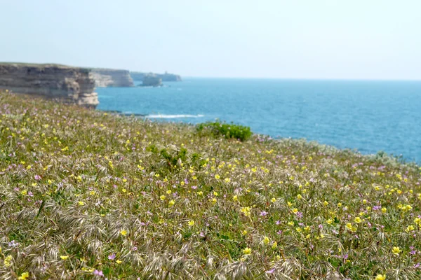 Coastal flowers — Stock Photo, Image