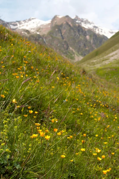 Gula blommor — Stockfoto