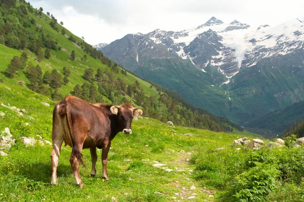 Vaca en un pasto —  Fotos de Stock