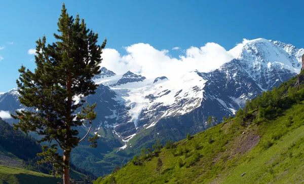 Pin dans la vallée sauvage des montagnes — Photo