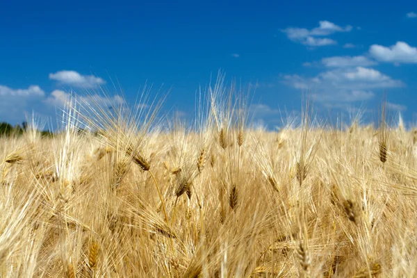 Gyllene öron — Stockfoto