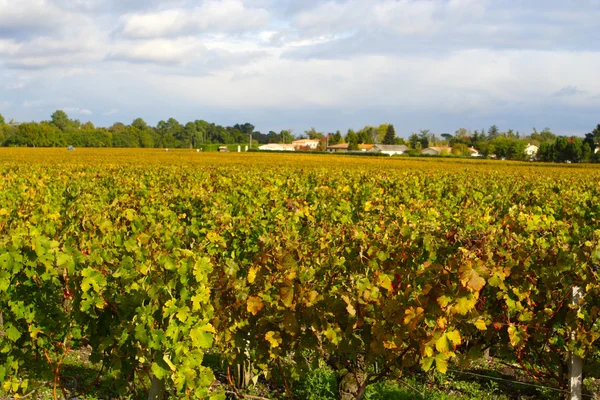 Herfst wijngaard — Stockfoto