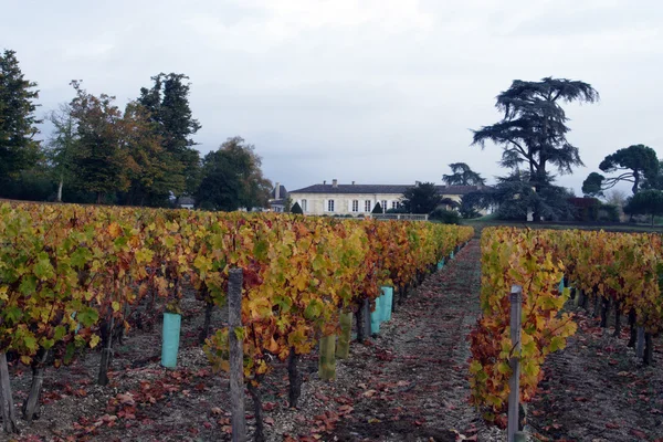 Vineyard — Stock Photo, Image