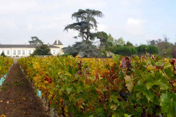 Vineyard — Stock Photo, Image