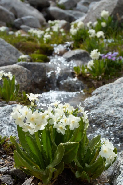 Flowers and stream — Stock Photo, Image