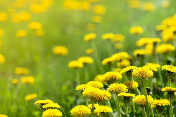 Dandelinos bakgrund — Stockfoto