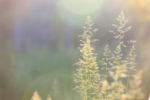 Abstrakt gräs bakgrund — Stockfoto