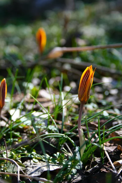 Crocus — Stockfoto