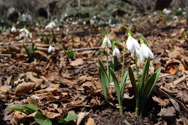 Snowdrop — Stock Photo, Image