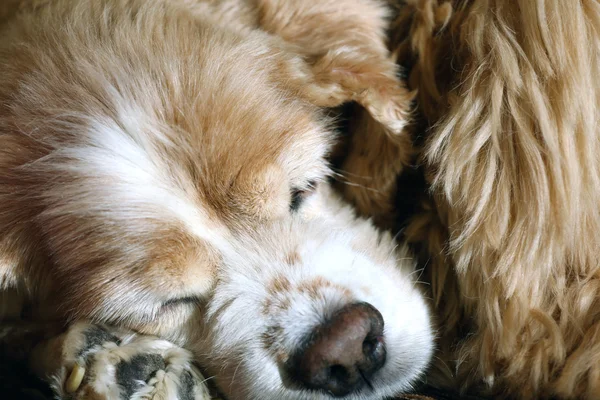 Cocker spaniel — Fotografia de Stock