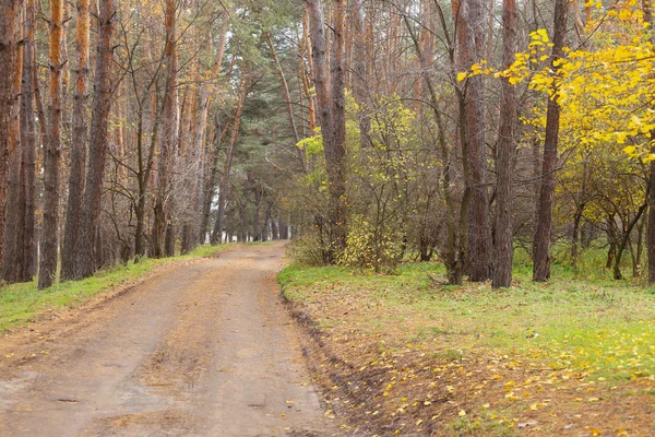 Weg bij het forest — Stockfoto