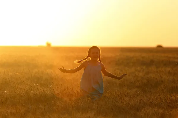 Field — Stock Photo, Image