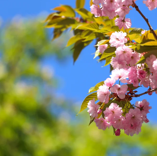 Sakura. — Foto de Stock