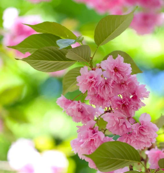 Sakura — Foto Stock