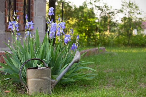 Iris — Stockfoto