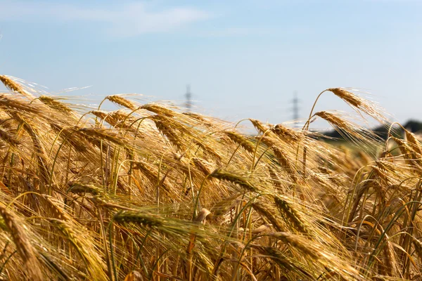 Golden wheat — Stock Photo, Image