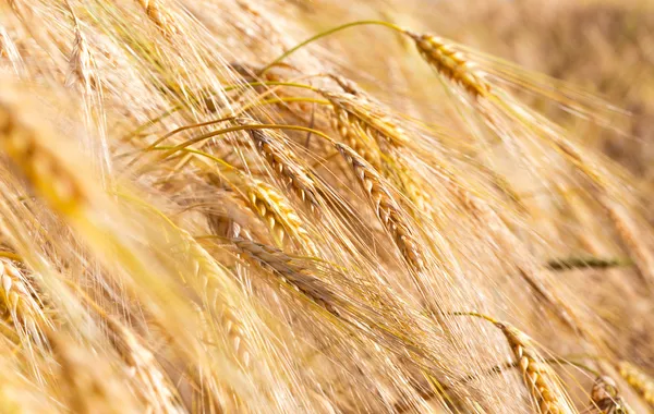 Golden wheat — Stock Photo, Image