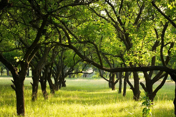 Alberi da giardino abbandonati — Foto Stock