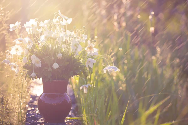 Sfondo astratto con anemoni — Foto Stock