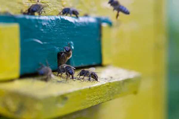 Bees near the hive — Stock Photo, Image