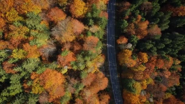 Літати Порожній Осінній Дорозі Яскравими Деревами Зелених Помаранчевих Червоних Тонах — стокове відео