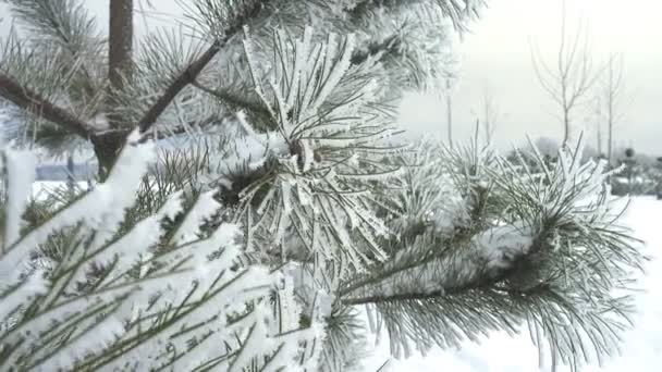 Winterlandschap Met Besneeuwde Dennenbomen Het Bergbos — Stockvideo