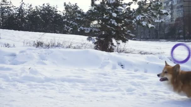 Komik Galli Corgi Pofuduk Köpek Lastik Yüzük Oyuncağıyla Karda Oynuyor — Stok video
