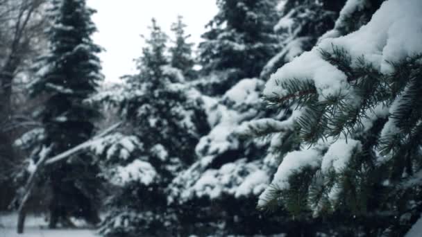 Снег Падает Елки Ветви Замедленного Движения Видео — стоковое видео