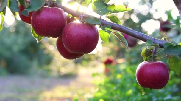 Manzanas Rojas Maduras Cierran Con Rayos Sol Huerto Manzanas Fondo — Vídeos de Stock