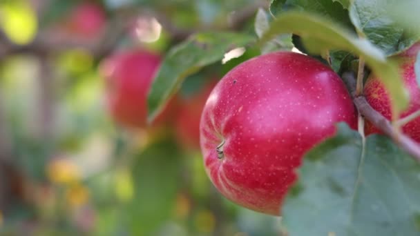 Manzanas Rojas Maduras Cierran Con Rayos Sol Huerto Manzanas Fondo — Vídeos de Stock