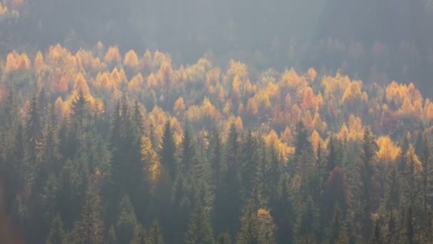 五彩缤纷的秋天风景 喀尔巴阡山脉的山上有松树林 — 图库视频影像