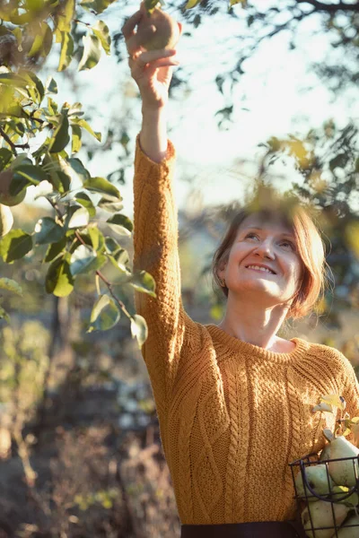 Chica Feliz Con Cesta Recogiendo Peras Jardín Estética Vida Rural —  Fotos de Stock