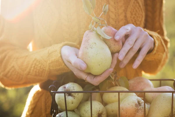 Ragazza Che Tiene Pere Tra Mani Sullo Sfondo Del Baske — Foto Stock