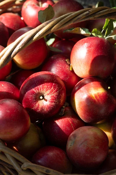 Manzanas Rojas Jugosas Una Canasta Estética Vida Rural — Foto de Stock