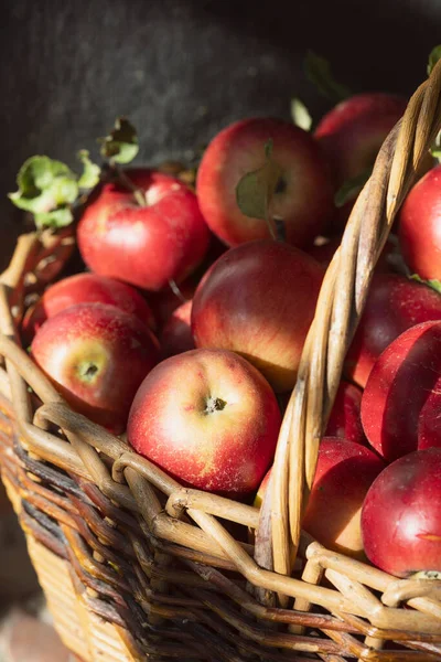 Manzanas Rojas Jugosas Una Canasta Estética Vida Rural — Foto de Stock