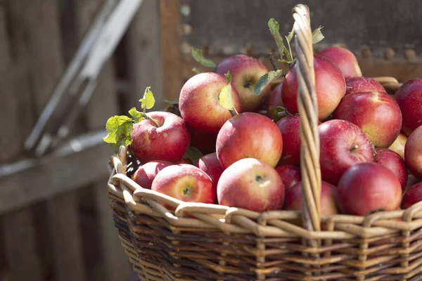 Manzanas Jugosas Una Cesta Una Vieja Silla Retro Jardín Estética — Foto de Stock