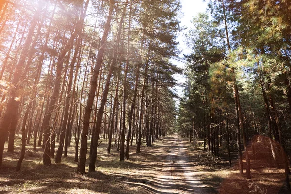 Güzel Bir Çam Ormanı Parlak Bir Sonbahar — Stok fotoğraf