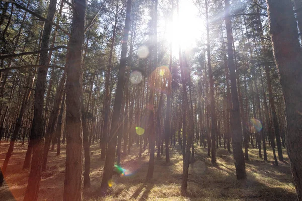 Güzel Bir Çam Ormanı Parlak Bir Sonbahar — Stok fotoğraf