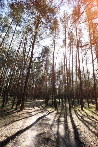 Piękny Las Sosnowy Jasnej Jesieni — Zdjęcie stockowe
