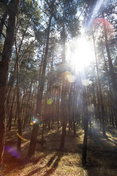 Krásný Borový Les Jasném Podzimním — Stock fotografie