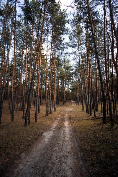 Wunderschöner Kiefernwald Und Die Straße Durch Die Foren — Stockfoto