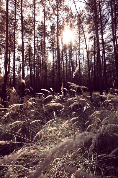 Aydınlık Bir Sonbahar Gününde Güzel Bir Çam Ormanı Öngrubunda Sivri — Stok fotoğraf