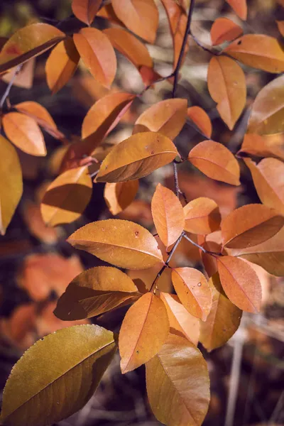 Tak Met Gele Bladeren Natuurlijke Achtergrond — Stockfoto