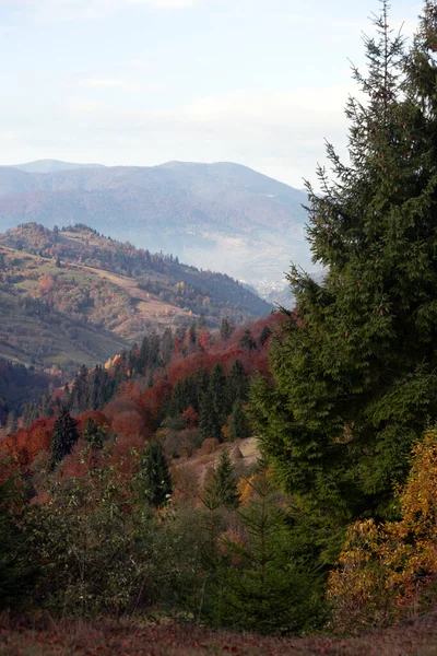 Beau Paysage Montagnes Automne Carpates Ukraine — Photo