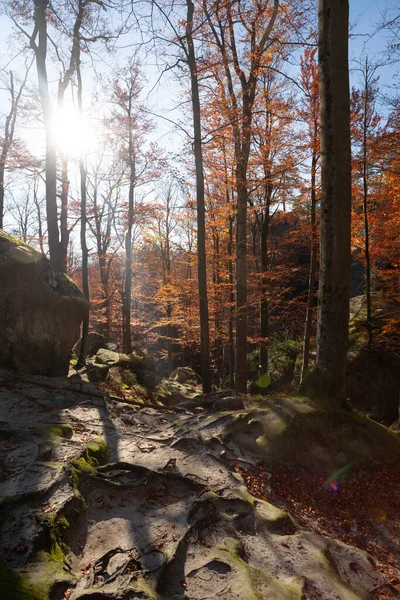 Vacker Höstbokskog Karpaterna Ukraina Dovbush Stenar — Stockfoto